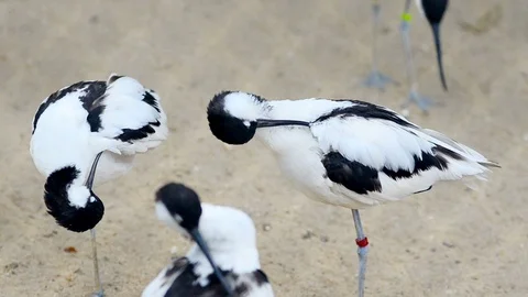 Few avocets cleaning feathers Stock Footage 90197059