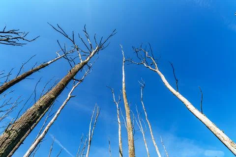 A few bare and dead trees in early spring with a beautiful blue sky in the ba Stock Photos