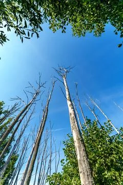 A few bare and dead trees in early spring with a beautiful blue sky in the ba Stock Photos