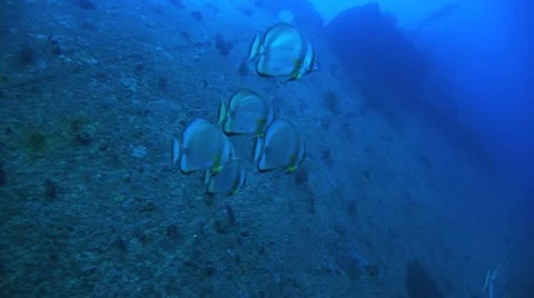 Few bat fish gathered at the ship wreck Stock Footage 22638010