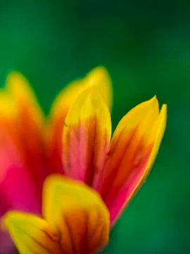 Few beautiful petals Stock Photos