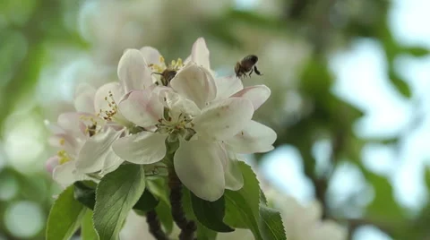 Few Bees Pollinating Spring Flowers Видео 50152429