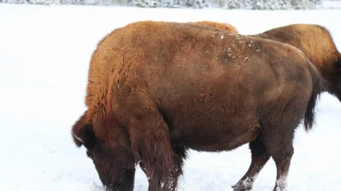Few Bison grazing Stock Footage 127063562