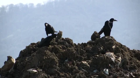 A few black crows at the top of a bunch of garbage dump Stock-Footage 88449898