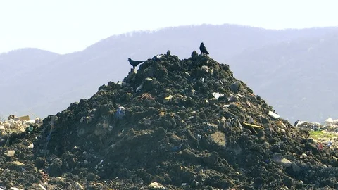 Few black crows on top of a pile of garbage dump Stock Footage 88449792