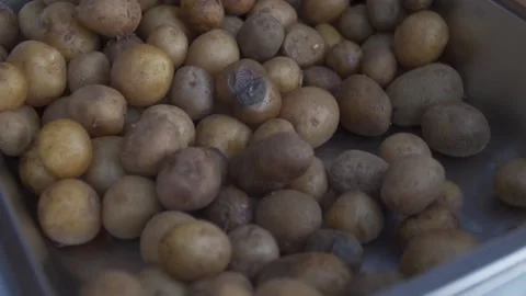 A Few Boiled Potato Stock Footage 235637858