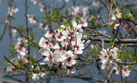 Few branches of Blooming cherry tree in spring Stock Photos