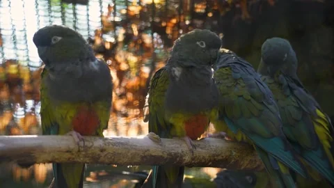 Few burrowing parrots on a branch close-up view. Animal behavior Stock Footage 252151132