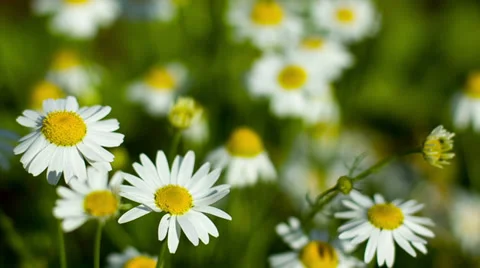 Few camomile on the field Stock Footage 39833207