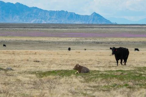 A Few Cattle Grazing in an Open Pasture Stock Photos