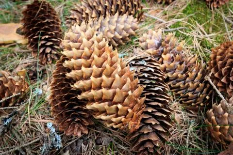 A few cones on the grass Stock Photos