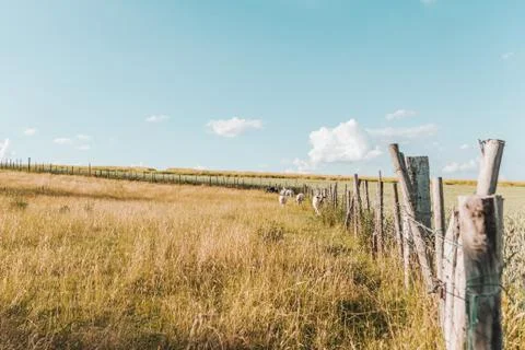 Few cowes at the back of a field Stock Photos