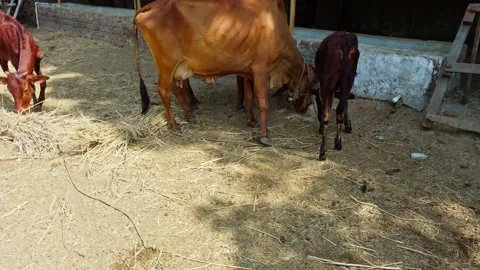 Few cows chew dry fodder over dusty soil Stock Footage 308618603