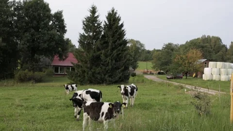 Few cows in the field Stock Footage 86171729