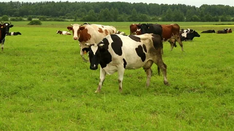 A few cows go to the left side on the grass in the field 库存影片 53145449