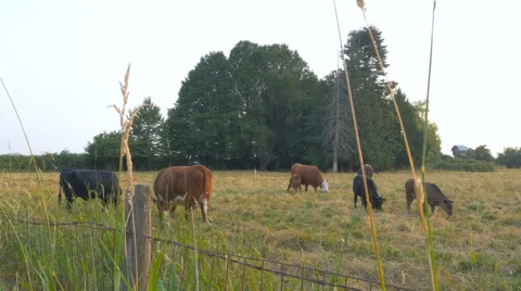 Few cows grazing in the meadow under the fence Stock Footage 63384948