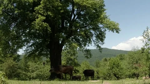 Few cows hid from the hot mountain sun, in the shade of a tree Stock Footage 40548176