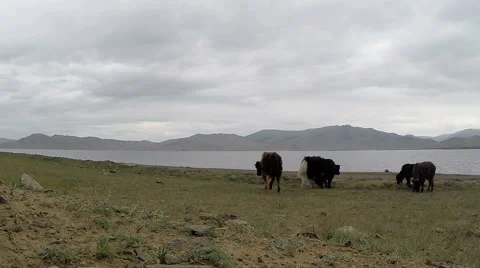 Few Cows Walking on the Shore of a Mountain Lake Stock Footage 61171964