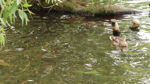 Few cute brown wild ducks floating Stock Footage 120286090