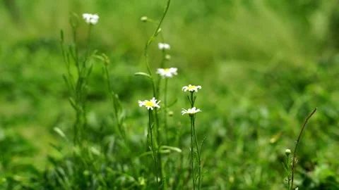 Few Daisy flowers standing in the green field (4K25p) Stock Footage 342301488