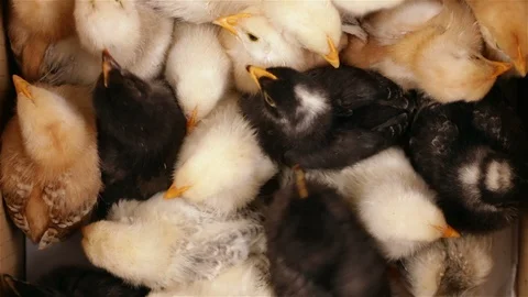 Few days old chicken in a crowded box - top view Видео 97446029