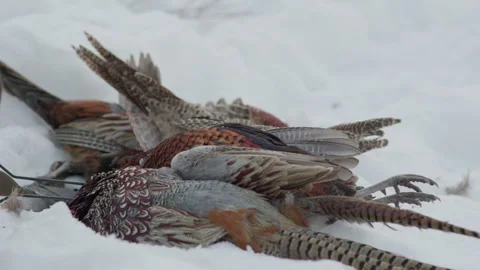Few dead pheasant and partridge during driven sport shooting bird hunting Stock Footage 263917340