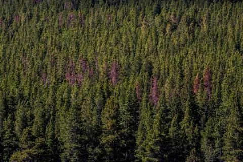 A few dead trees in a forest Stock Photos