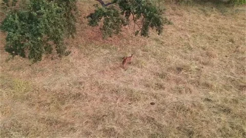 A few deer Stock Footage 139152706