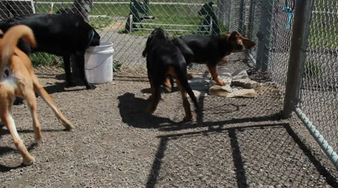 A few dogs playing 動画素材 22770208