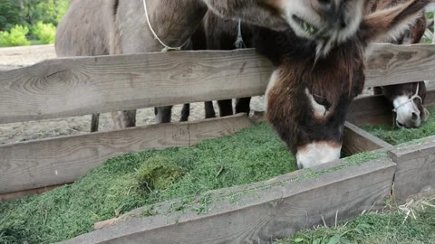 A few donkeys eagerly eat chopped green grass from a wooden feeder on a farm 库存影片 277538925
