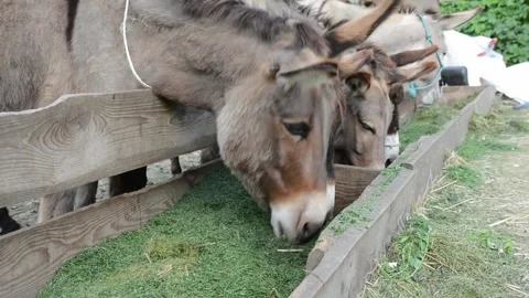 A few donkeys eagerly eat chopped green grass from a wooden feeder on a farm 库存影片 277542764