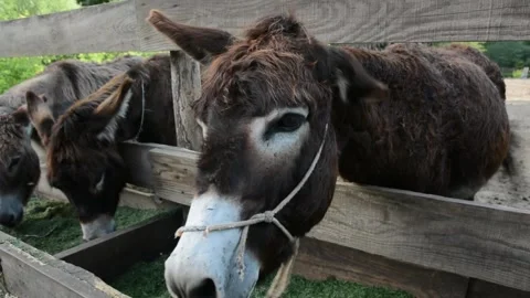 A few donkeys eagerly eat chopped green grass from a wooden feeder on a farm 库存影片 277544939