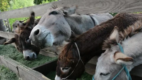 A few donkeys eagerly eat chopped green grass from a wooden feeder on a farm 库存影片 277544940