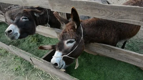 A few donkeys eagerly eat chopped green grass from a wooden feeder on a farm Vídeos de archivo 277546523
