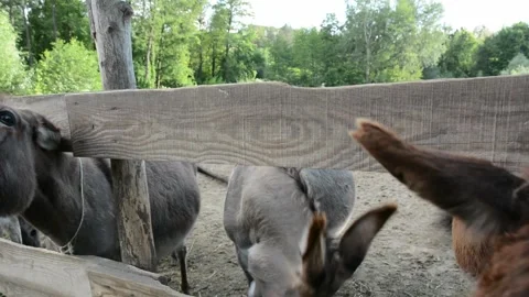 A few donkeys eagerly eat chopped green grass from a wooden feeder on a farm Stock Footage 277547791