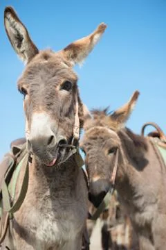 A few donkeys Stock Photos