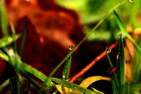 A few drops of dew on the grass Stock Photos