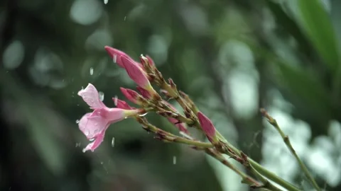 A few drops of water / dewdrops falling on a pink Gladiola flower in the garden Video stock 156838198