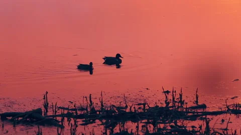 A few ducks during the long sunset. lake water in a beautiful pink-orange sunset Stock Footage 139719199