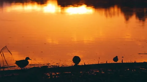 A few ducks during the long sunset. lake water in a beautiful pink-orange sunset Stock Footage 139719237