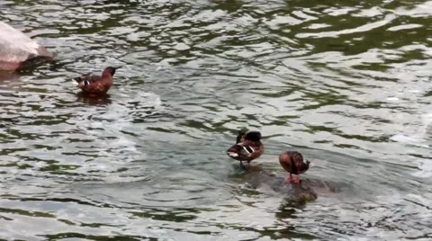 Few Ducks on the Rhine at cloudy day Stock Footage 42016255