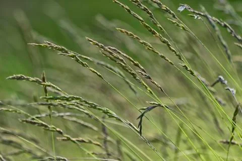 A few ears of thin grass on a green background. Stock Photos