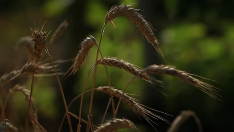 A few ears of wheat grow in the field, in the background, defocusing the Stock Footage 74479837