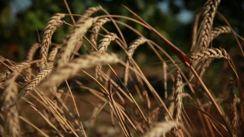 A few ears of wheat spikes in the sunlight Stock Footage 74450798