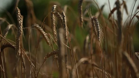 A few ears of wheat sway with the wind in a wheat field Stock Footage 74479720