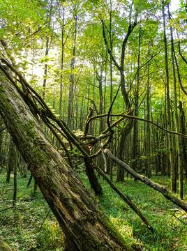 A few fallen trees in the summer forest Foto stock