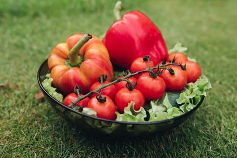 Few of fresh appetizing vegetable in plate on green grass at sunny summer day Foto stock