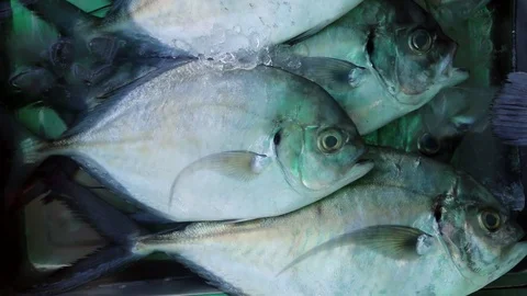 Few Frozen Fish Stock Footage 86288442