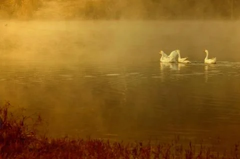 A few geese Stock Photos