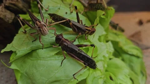 A few Grasshoppers eating Stock Footage 269690990